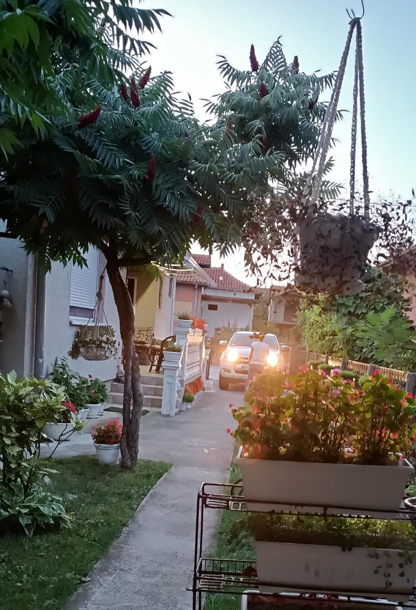 Apartman "Dom Stankovica" Pirot Exteriör bild
